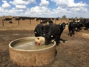 Cattle Drinking at 5FT Round Trough — Concrete Products in Kyogle, NSW