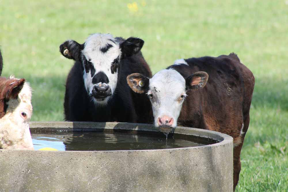 Young Cattle Drinking From Water Trough