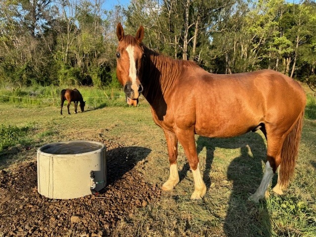 Horse Standing by A Water Trough