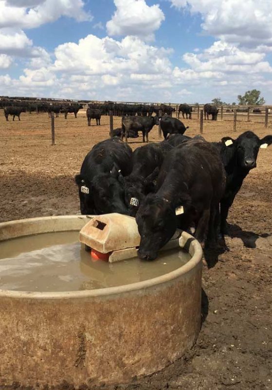 Cattle Drinking at 5FT Round Trough — Concrete Products in Kyogle, NSW