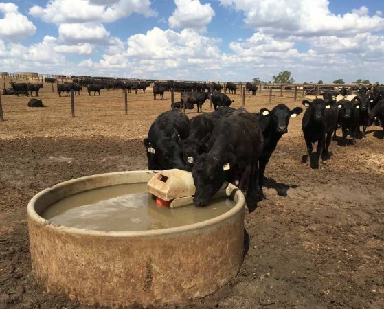 Cattle Drinking at 5FT Round Trough — Concrete Products in Kyogle, NSW