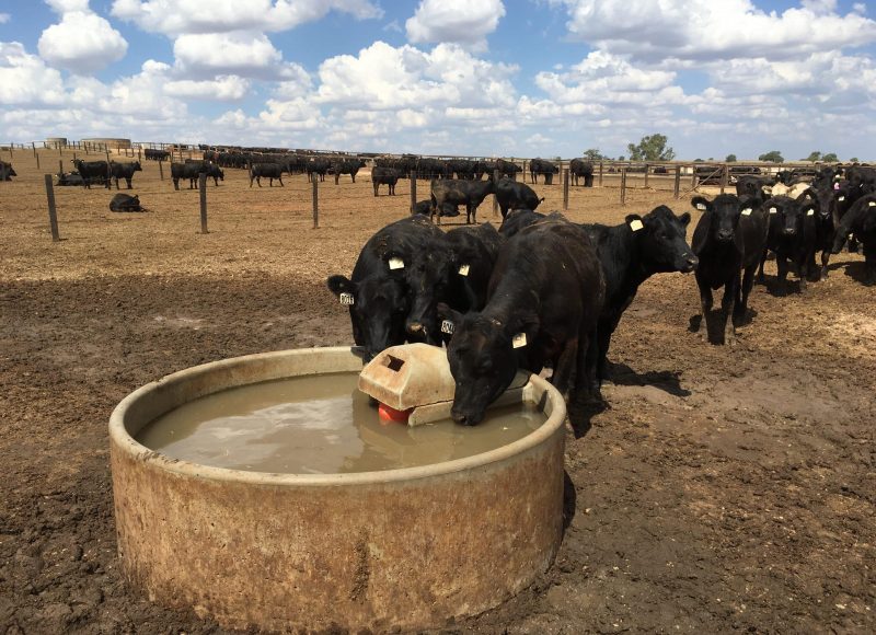 Contact Us for Cattle Grids in NSW​