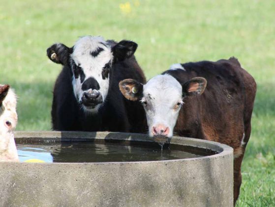 Young Cattle Drinking From Water Trough