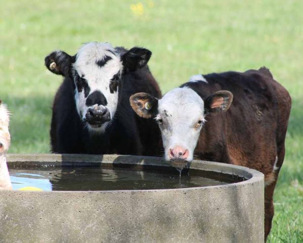 Young Cattle Drinking From Water Trough